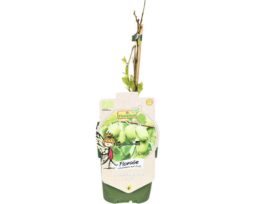 Mini kiwi rastlina v kvetináči