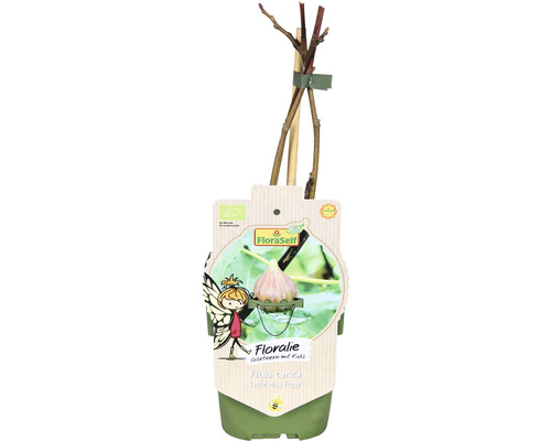 Figovník v kvetináči, odroda Little Miss Figgy