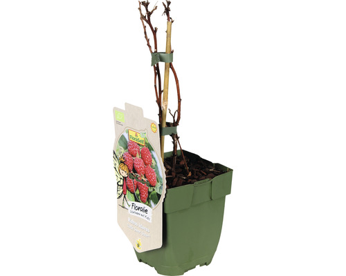 Sadenica maliny v kvetináči s opornou tyčou