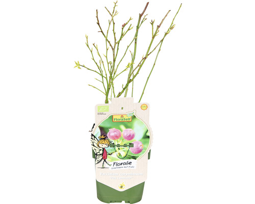 Čučoriedka v kvetináči