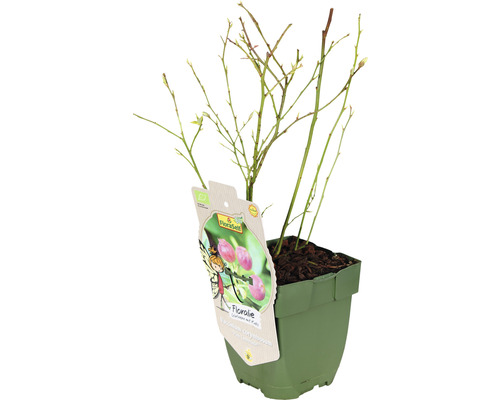 Čučoriedkový ker ''Floralife'' v kvetináči