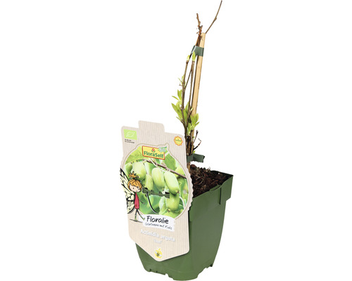 Mini kiwi rastlina v kvetináči s rastlinným štítkom