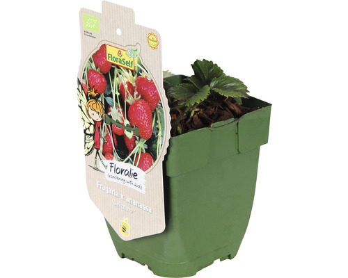 Sadenica jahôd v kvetináči