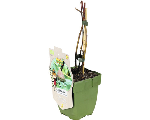 Figovník obyčajný v kvetináči