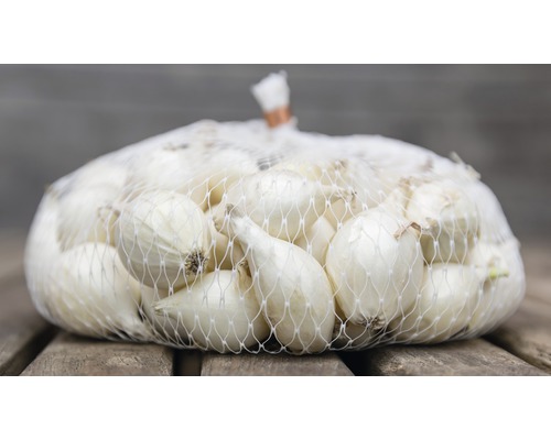 Sieť s cibuľou na sadenie