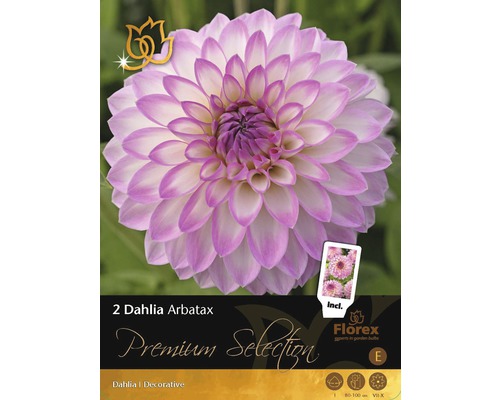 Georgína Premium Dahlia 'Arbatax' 2 ks