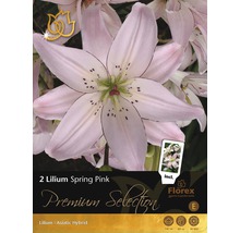 Balenie cibuliek Lilium Spring Pink s kvetom