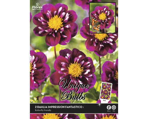 Georgína Unique Dahlia 'Fantastico' 2 ks