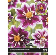 Balenie dvoch cibúľ georgín Impression Fabula I