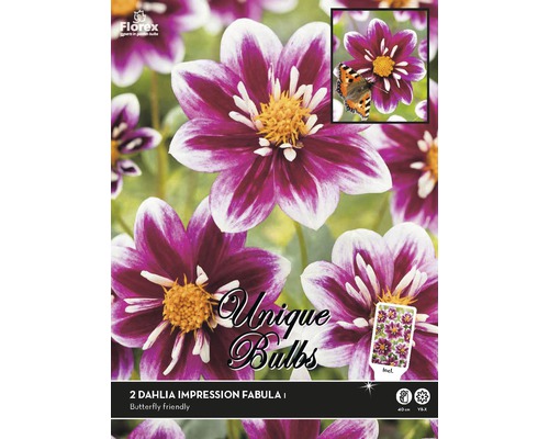 Georgína Unique Dahlia ‘Impression Fabula' 2 ks