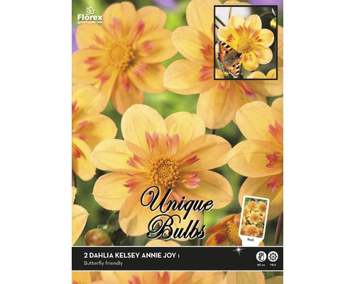 Dália Unique Dahlia 'Kelsey Annie Joy' 2 ks