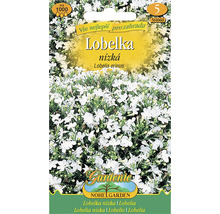 Lobelka erinus semienka