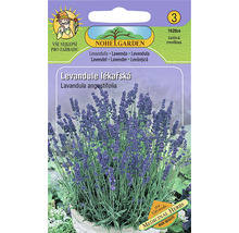 Balenie semien levandule lekárskej Nohelgarden