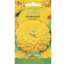 Balenie semienok Zinnií Zinnia elegans