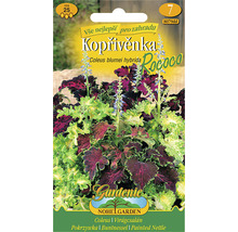 Balenie semien Coleus Blumei Hybrida Rococo