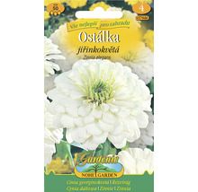 Balenie semien kvetov Zinnia Zinnia elegans