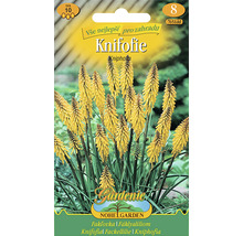 Balenie semien Kniphofia pre záhradu