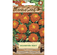 Balenie semien Tagetes patula s logom Moravo Seed
