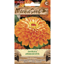 Balenie semien Dahlia kvitnúca cínie od spoločnosti Moravoseed