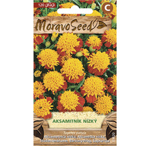 Balíček semien nízkej aksamitky