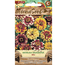 Balenie semien kvetov Zinnia haageana Moravo Seed