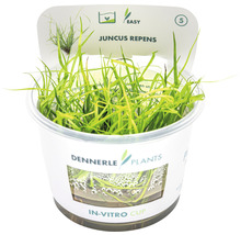 Juncus repens v in vitro pohári pre akváriá
