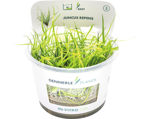 Juncus repens v in vitro pohári pre akváriá