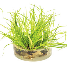 Rastlina pálky najmenšej v sklenenej miske