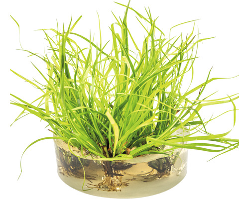 Rastlina pálky najmenšej v sklenenej miske