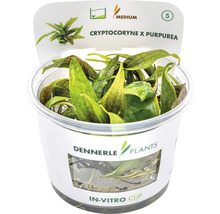 Cryptocoryne x purpurea vodná rastlina v in-vitro pohári