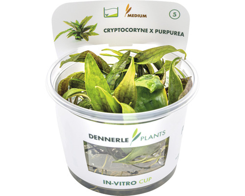 Cryptocoryne x purpurea vodná rastlina v in-vitro pohári