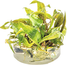 Akvarijná rastlina v sklenenej nádobe