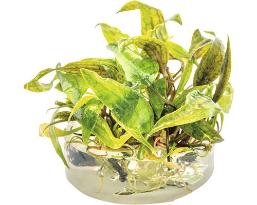 Akvarijná rastlina v sklenenej nádobe