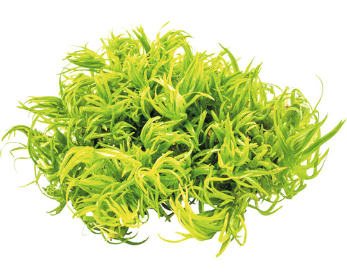 Kučeravý pečeňovník pre akváriá