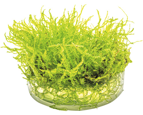 Akvarijná rastlina v sklenenej miske