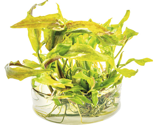 Akvarijná rastlina v sklenenej nádobe