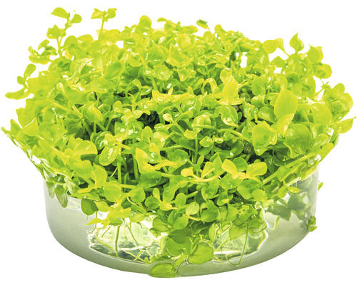 Rastlina Bacopa monnieri v kvetináči