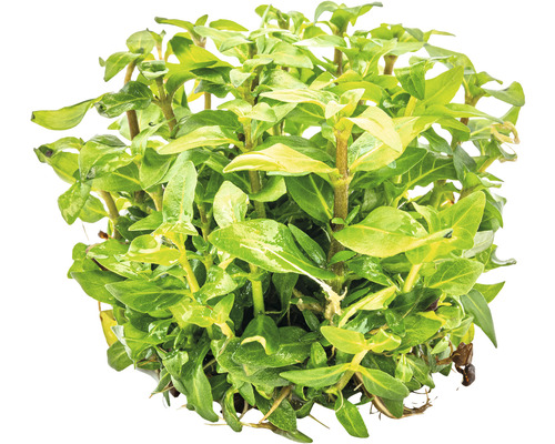 Akvarijná rastlina so zelenými listami