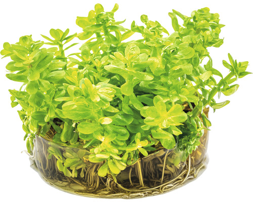 Vodná rastlina v kvetináči s koreňmi