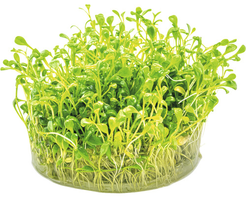 Vodná rastlina v kvetináči