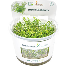 Ludwigia arcuata vodná rastlina v in-vitro pohári