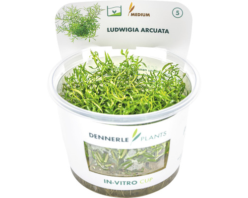 Ludwigia arcuata vodná rastlina v in-vitro pohári