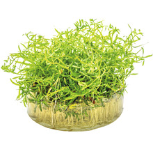 Vodná rastlina v sklenenej miske s koreňmi