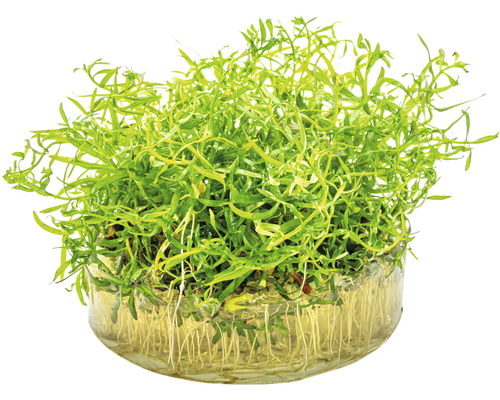 Vodná rastlina v sklenenej miske s koreňmi