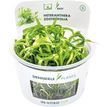 Dennerle Heteranthera zosterifolia v in-vitro tégliku, vodná rastlina pre akváriá