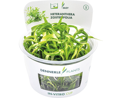 Dennerle Heteranthera zosterifolia v in-vitro tégliku, vodná rastlina pre akváriá