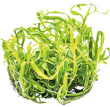 Akvarijná rastlina s dlhými listami