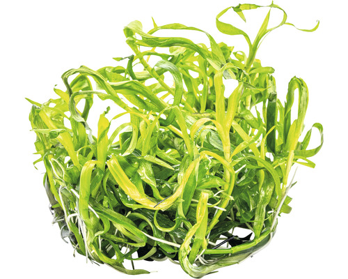 Akvarijná rastlina s dlhými listami