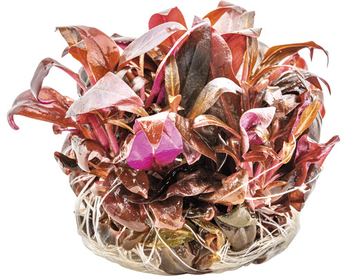 Vodná rastlina s červenými listami