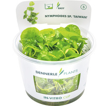 Dennerle Plants In-vitro Cup s vodnou rastlinou Nymphoides sp. ''Taiwan''